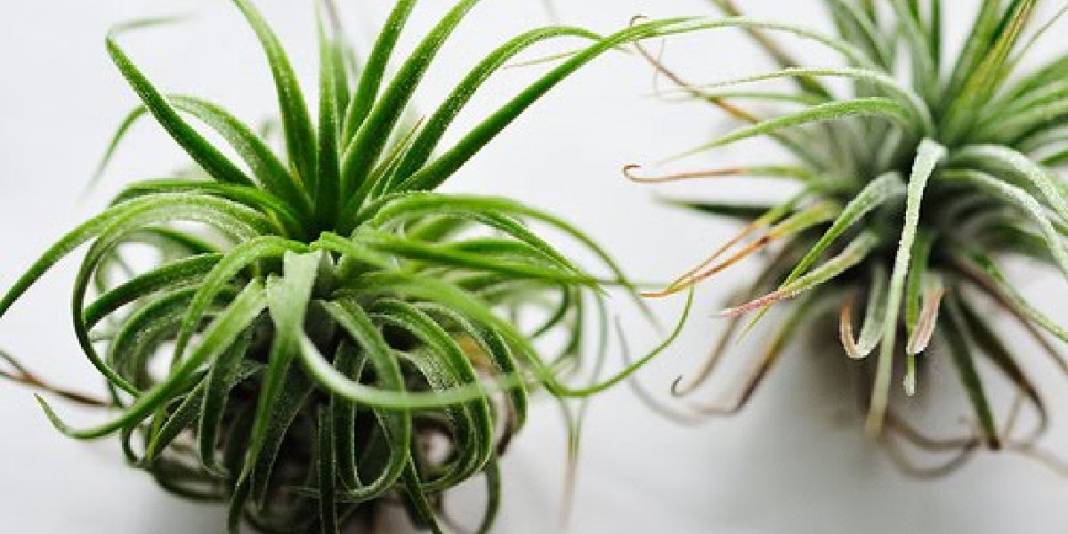 Saksı ve toprağa veda vakti! Havada asılı kalarak büyüyor, talep gittikçe artıyor: Yetiştiren paraya para demiyor 4